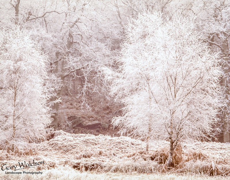 Frosty Trees - Waylandscape. Fine Art Landscape Photography by Gary Waidson