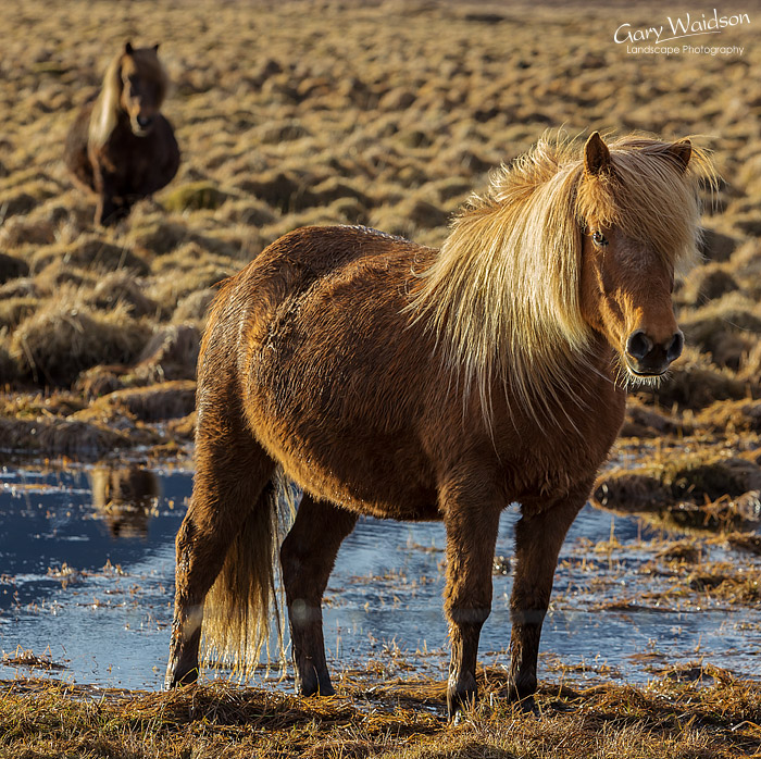 Icelandic Horses, Iceland - Photo Expeditions -  Gary Waidson - All Rights Reserved