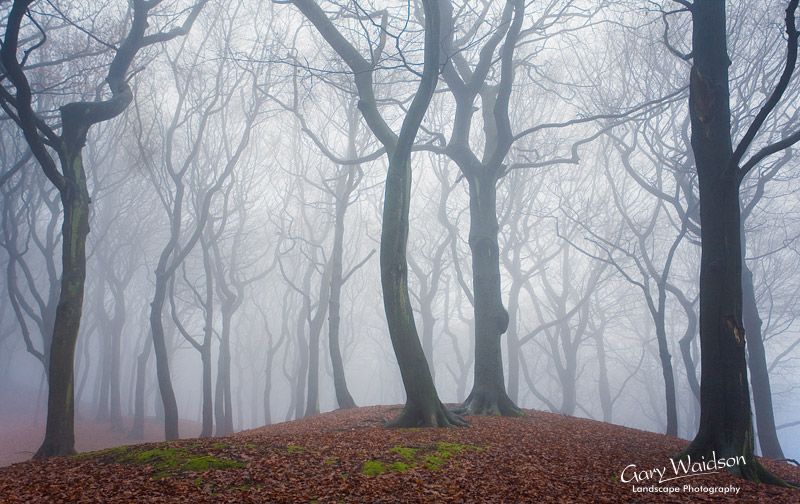 Tandlewood in mist, Lancashire. Landscape photography by Gary Waidson.