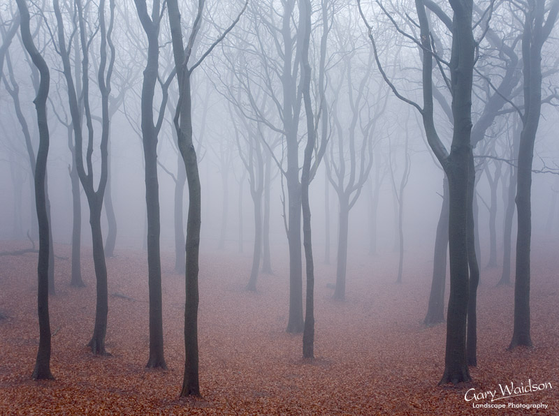 Tandlewood in mist. Lancashire. Landscape photography by Gary Waidson. Take a View, Second Prize Winner.