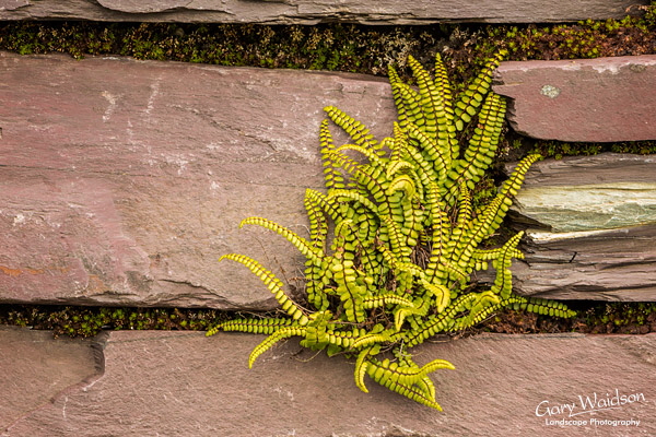 Dinorwig-Fern