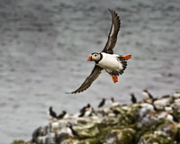 Farne Islands